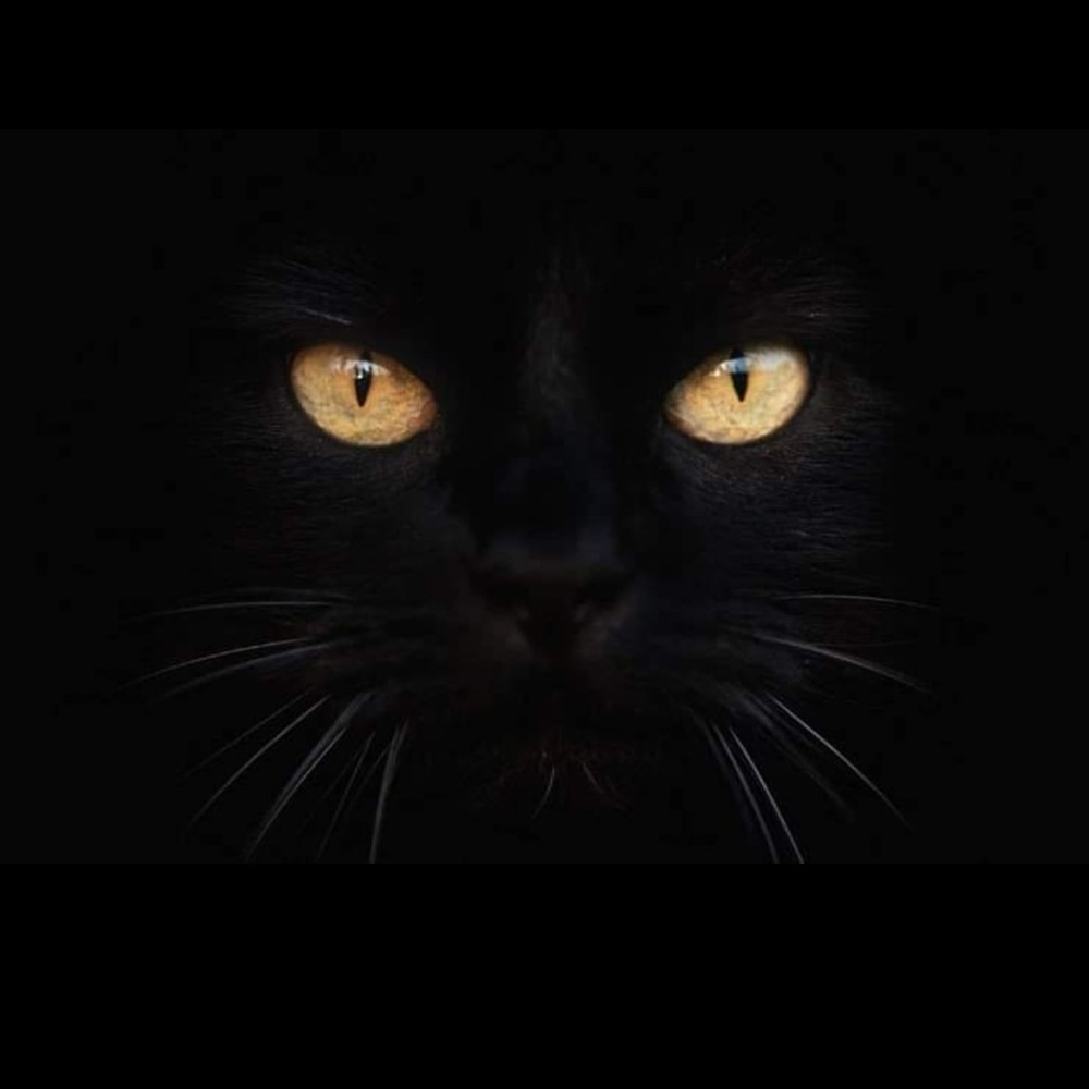 Panthercat13 ๐ค๐โโฌ - Picture 2 of 8